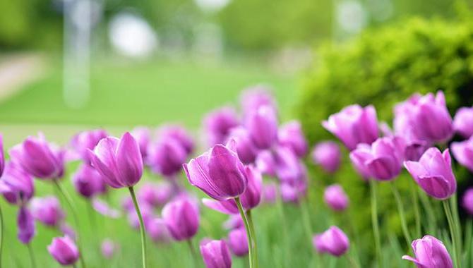 MNU设施团队每年种植数千株郁金香和其他花卉, 确保校园全年美丽.